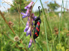 Six-spot Burnett moth